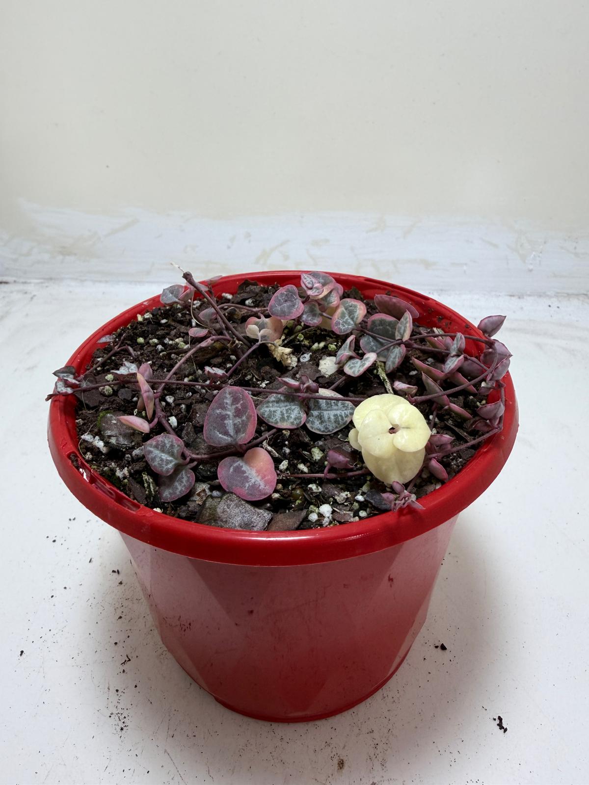 Ceropegia  Woodii Variegated Chain of Hearts My Store