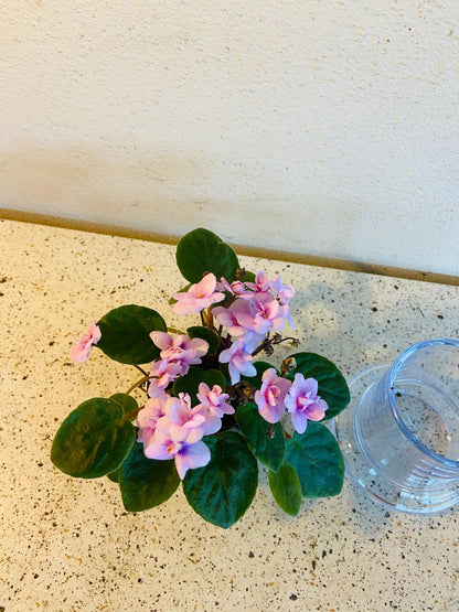 Miniature African Violet - Rose Quartz