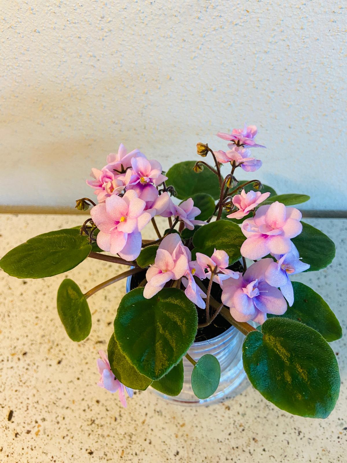 Miniature African Violet - Rose Quartz