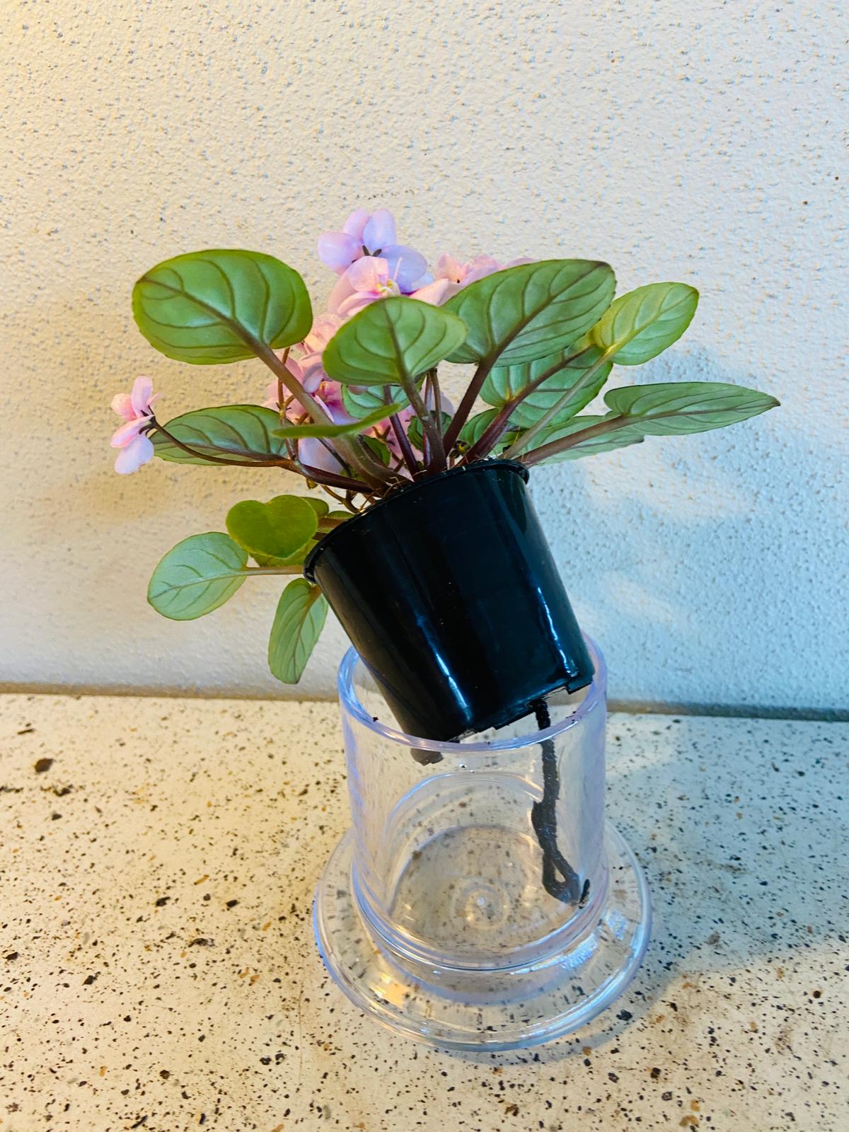 Miniature African Violet - Rose Quartz