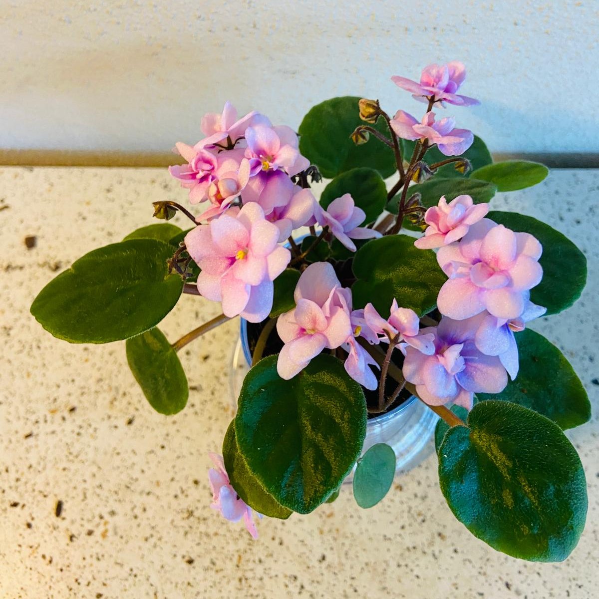 Miniature African Violet - Rose Quartz