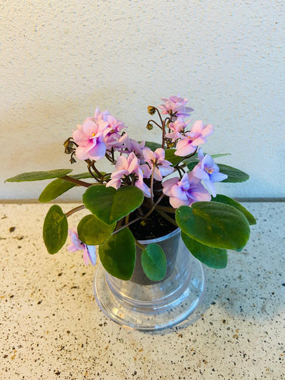 Miniature African Violet - Rose Quartz