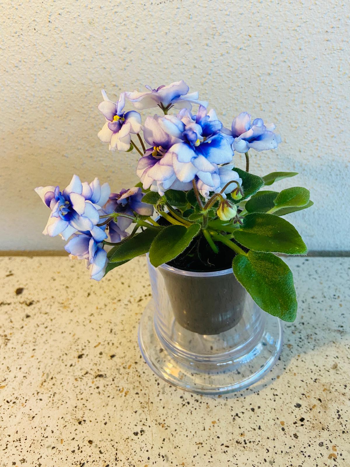 Miniature African Violet - Rob's Loose Noodle