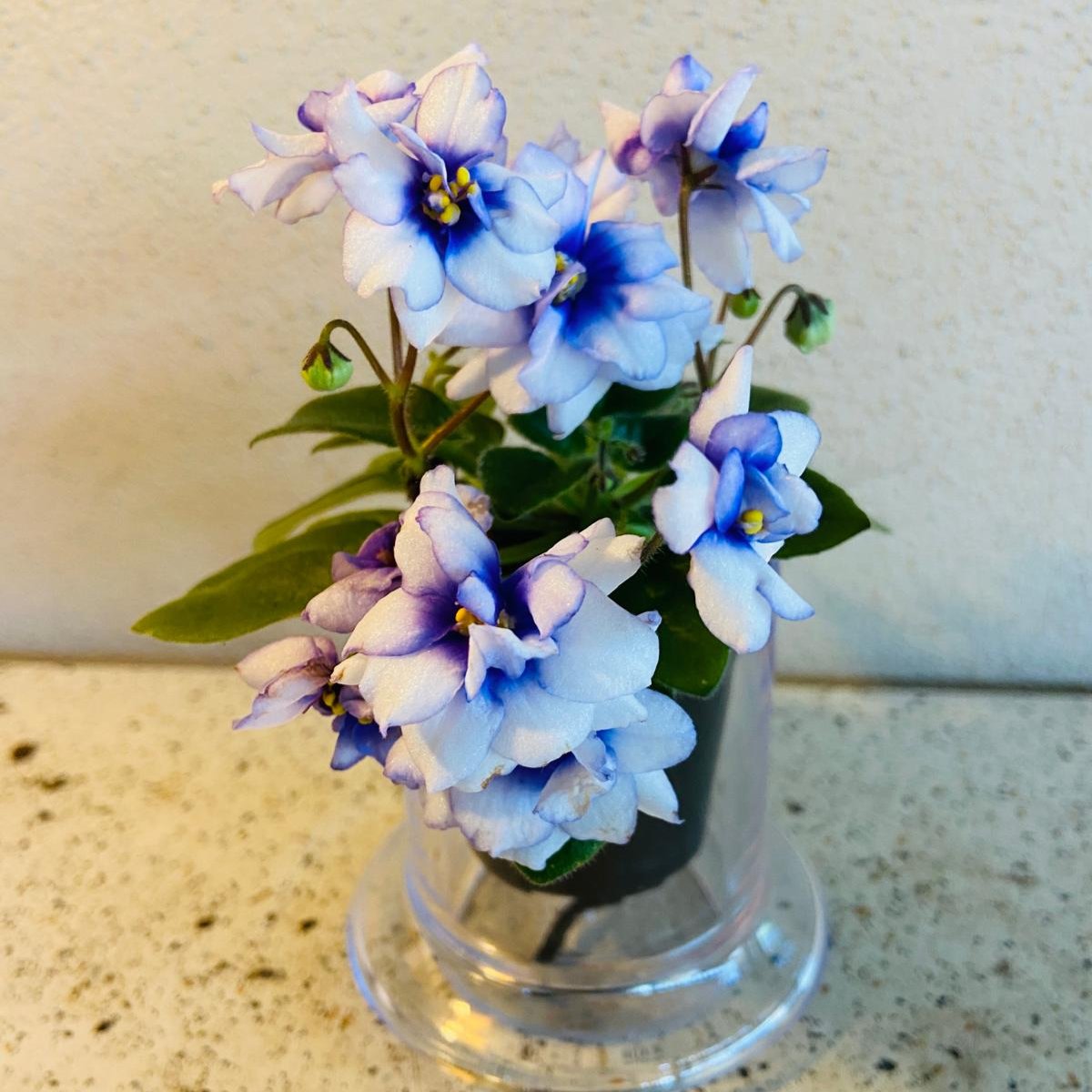 Miniature African Violet - Rob's Loose Noodle