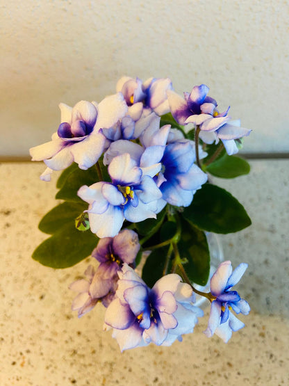 Miniature African Violet - Rob's Loose Noodle