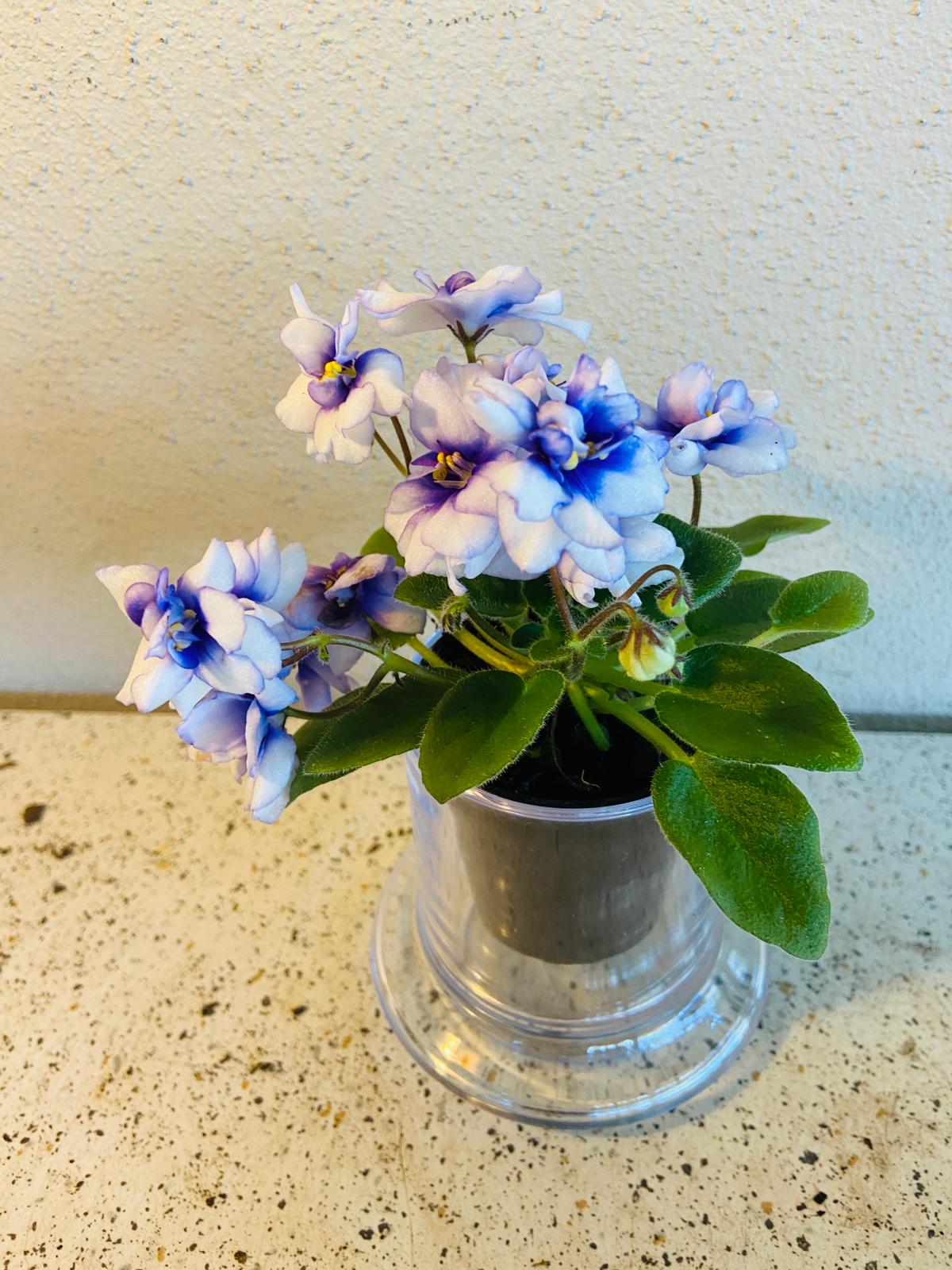 Miniature African Violet - Rob's Loose Noodle