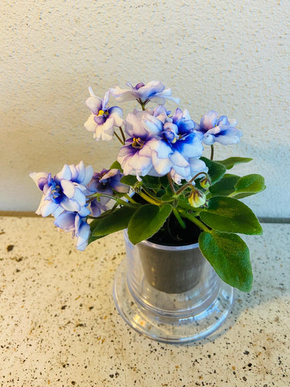 Miniature African Violet - Rob's Loose Noodle