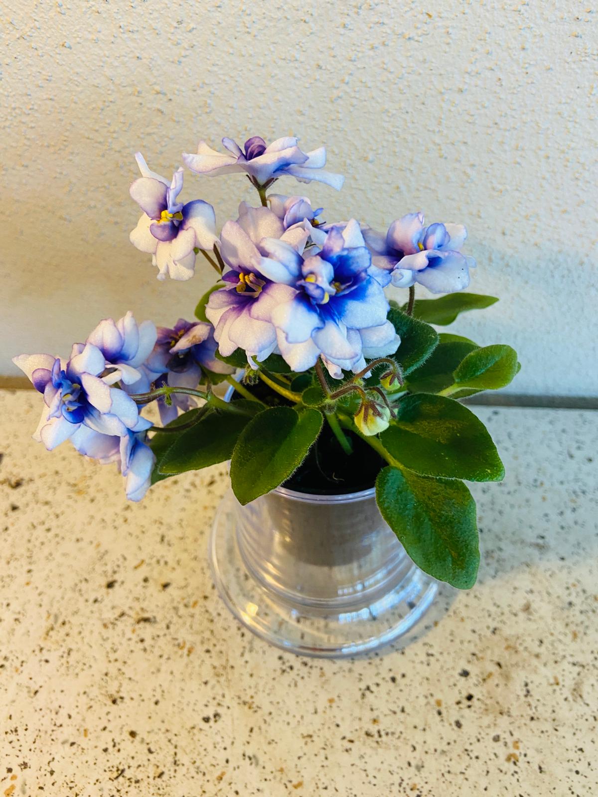 Miniature African Violet - Rob's Loose Noodle