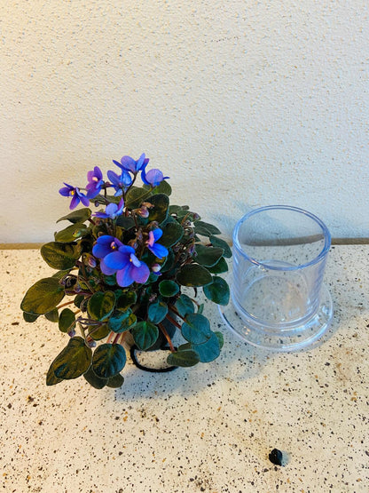 Miniature African Violet Optomara Little Sapphire