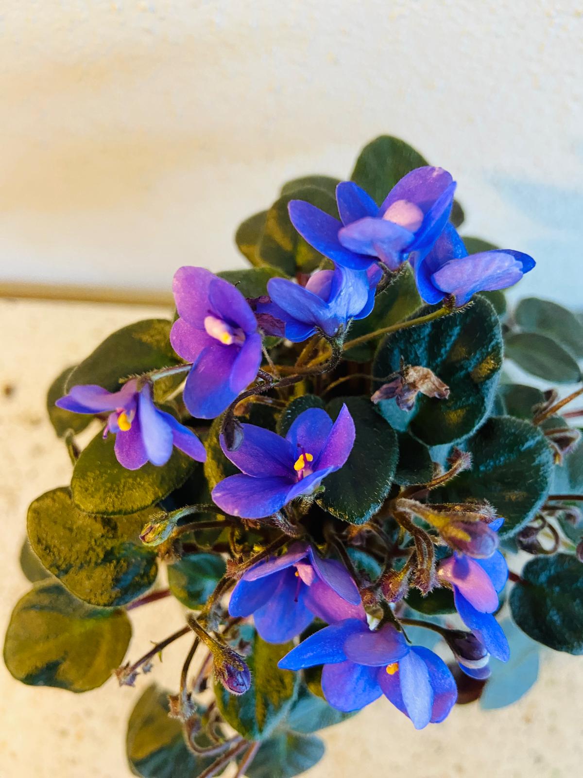 Miniature African Violet Optomara Little Sapphire