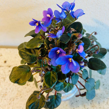 Miniature African Violet Optomara Little Sapphire