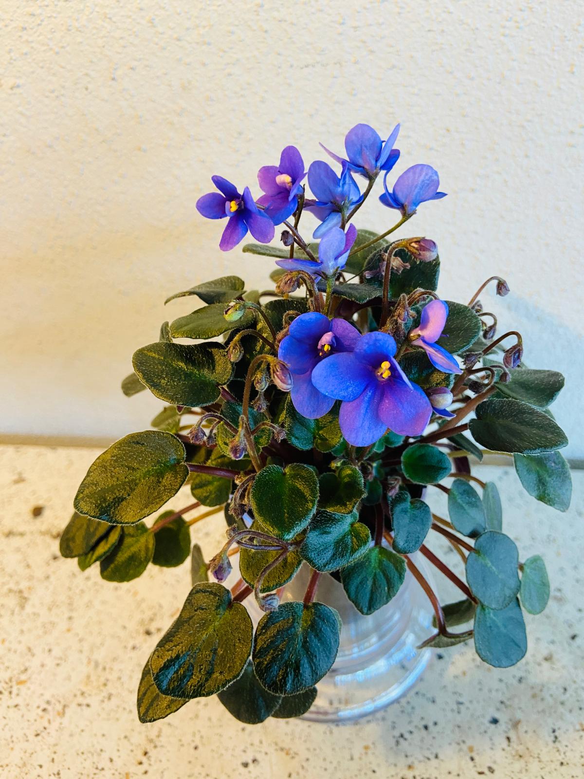 Miniature African Violet Optomara Little Sapphire