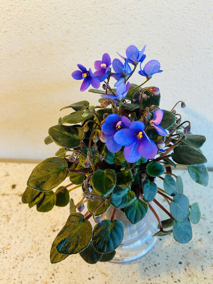 Miniature African Violet Optomara Little Sapphire