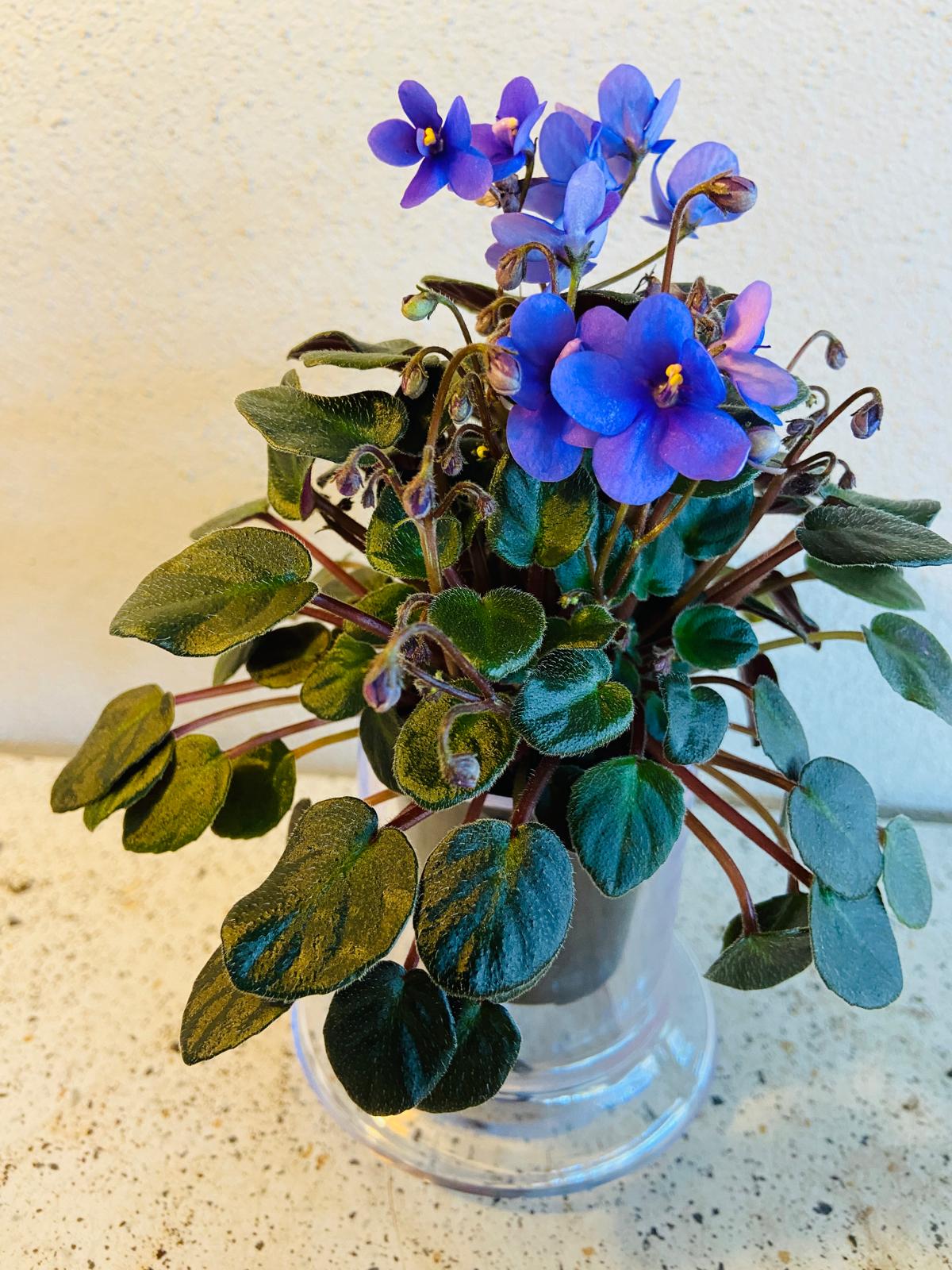 Miniature African Violet Optomara Little Sapphire