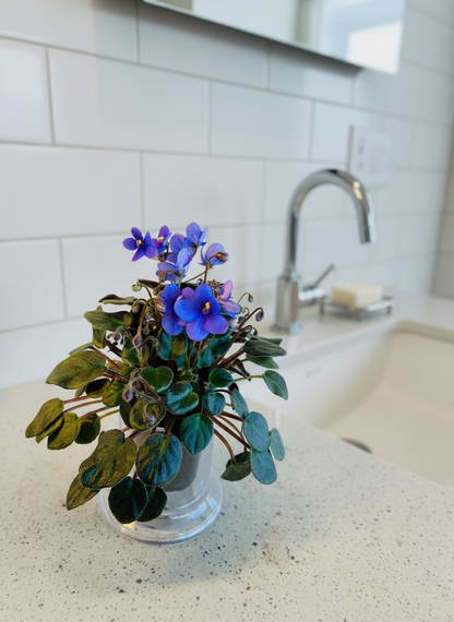 Miniature African Violet Optomara Little Sapphire