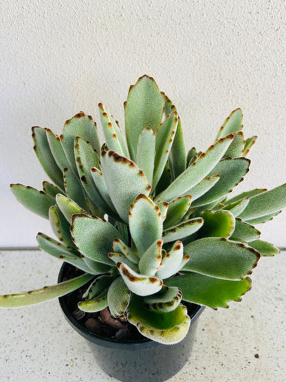 Kalanchoe Tomentosa