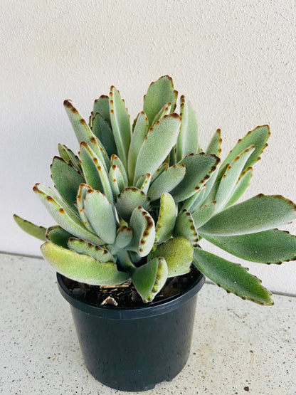 Kalanchoe Tomentosa