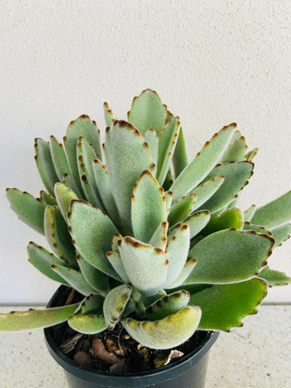 Kalanchoe Tomentosa