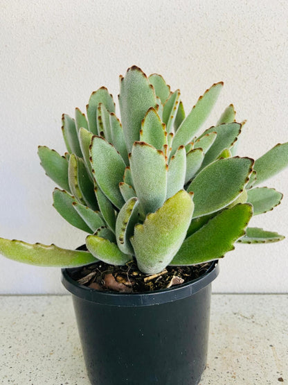 Kalanchoe Tomentosa