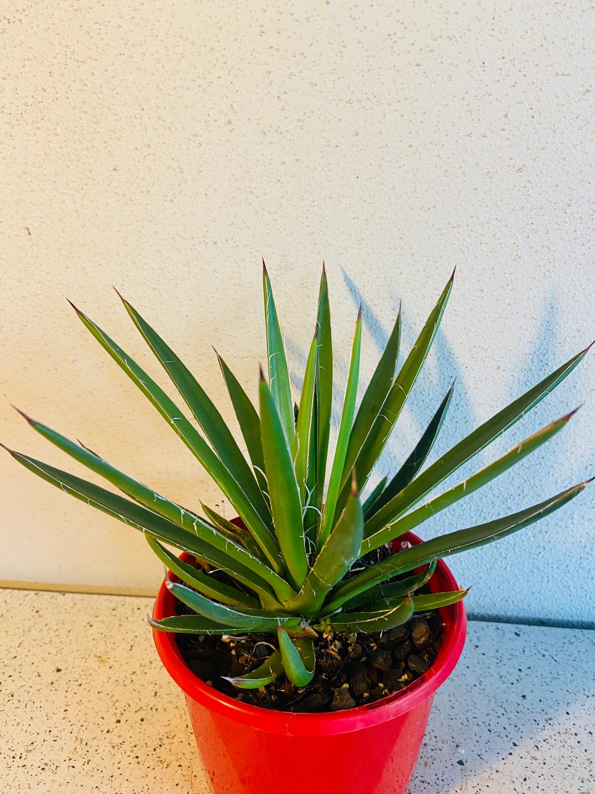 Agave Blue Glow Narrow Leaf