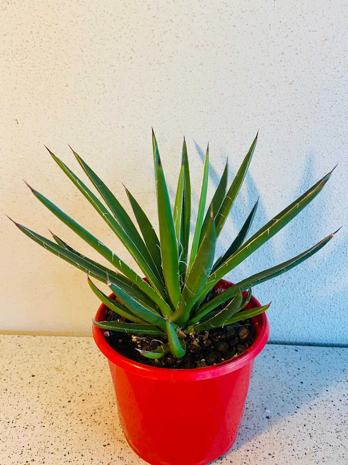 Agave Blue Glow Narrow Leaf