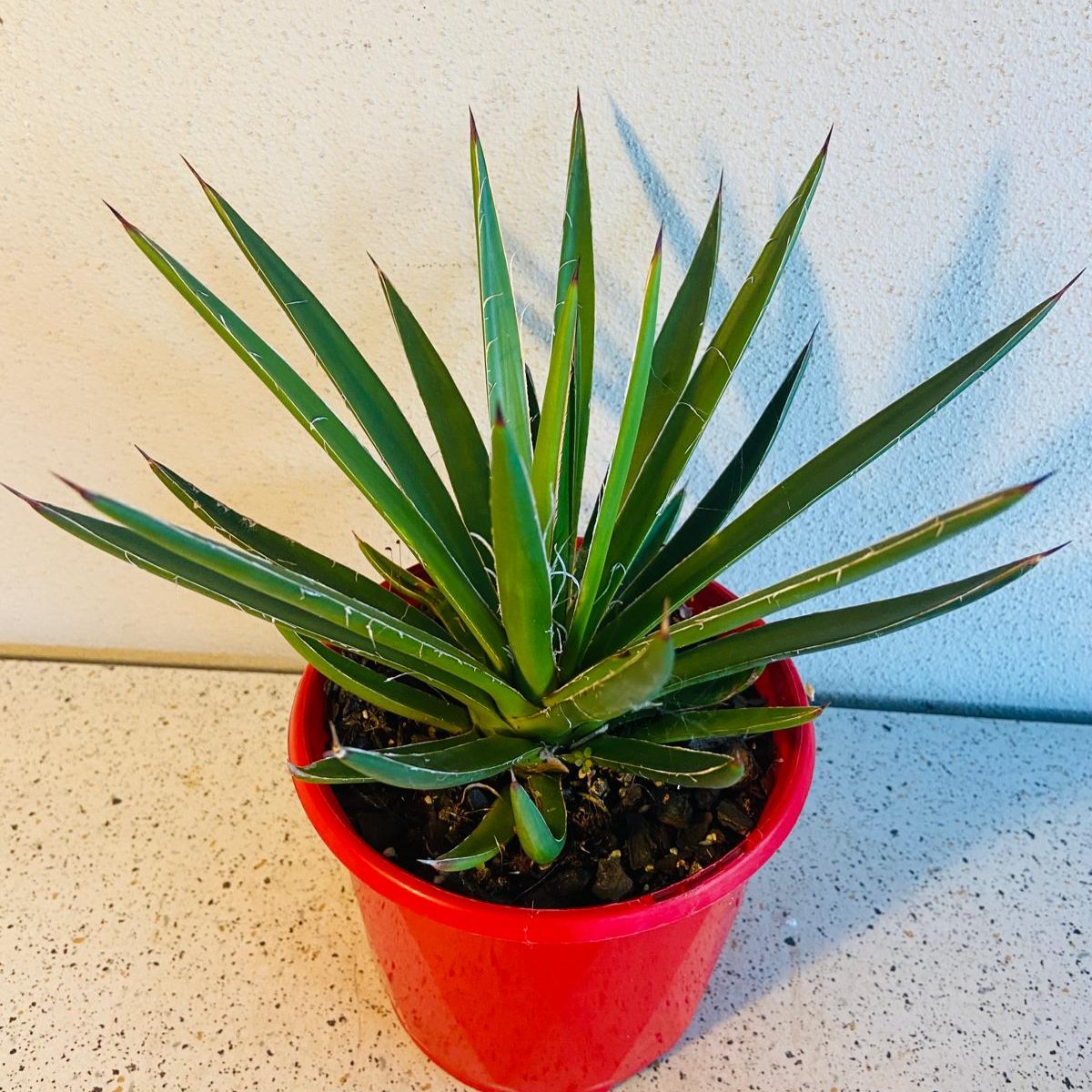 Agave Blue Glow Narrow Leaf