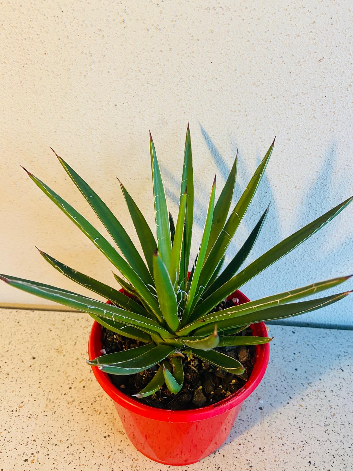 Agave Blue Glow Narrow Leaf