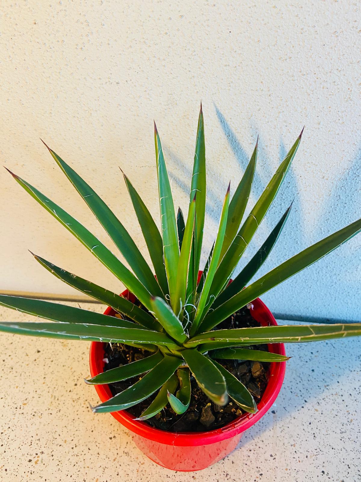 Agave Blue Glow Narrow Leaf