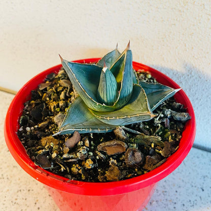 Agave Pumila (Miniature Agave)