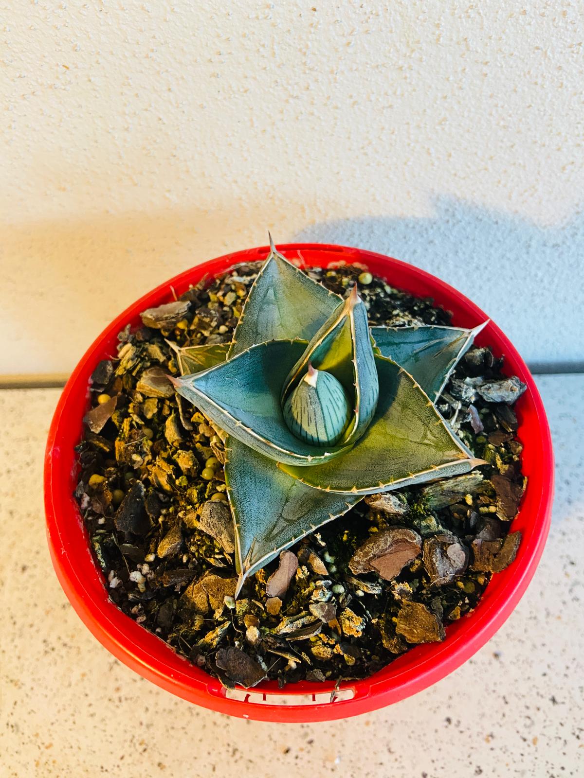 Agave Pumila (Miniature Agave)