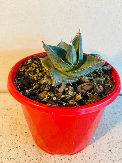 Agave Pumila (Miniature Agave)