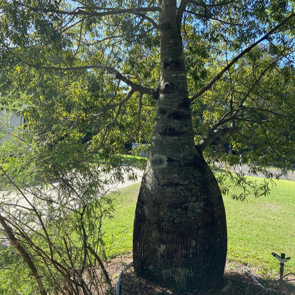 Queensland Bottle Tree  (Brachychiton Rupestris)