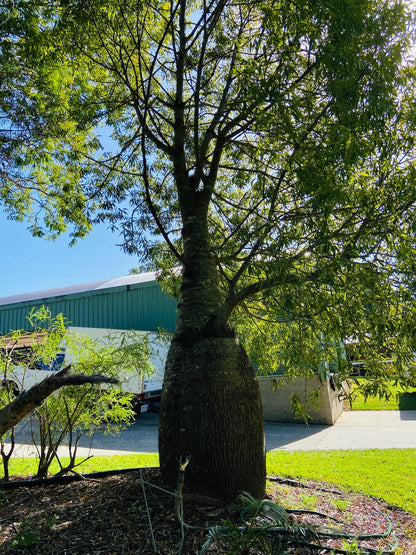 Queensland Bottle Tree  (Brachychiton Rupestris)