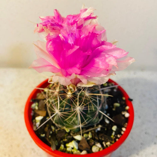 Cacti - Thelocactus Bicolour