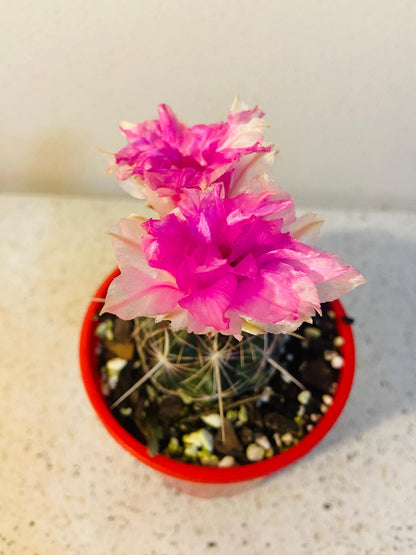 Cacti - Thelocactus Bicolour