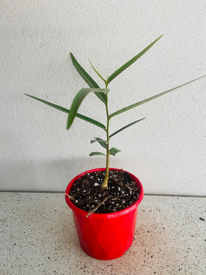 Queensland Bottle Tree  (Brachychiton Rupestris)