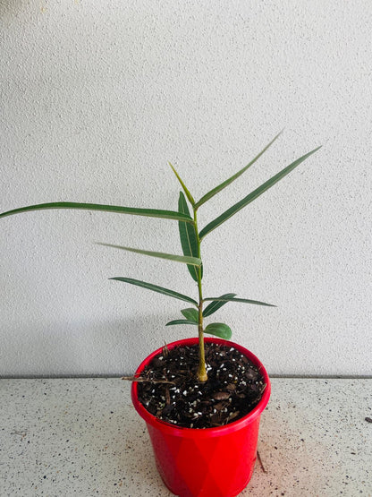 Queensland Bottle Tree  (Brachychiton Rupestris)