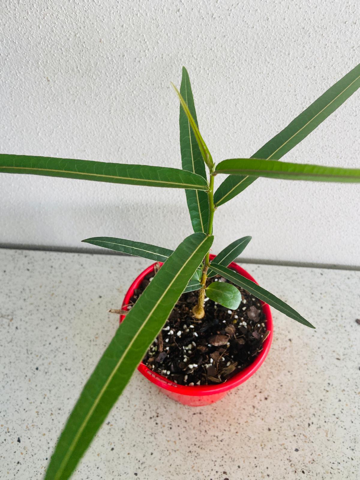 Queensland Bottle Tree  (Brachychiton Rupestris)