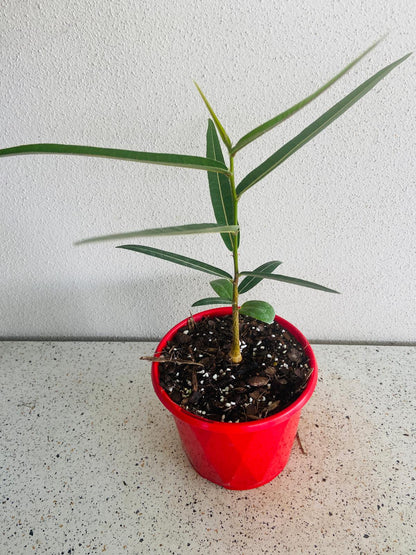 Queensland Bottle Tree  (Brachychiton Rupestris)