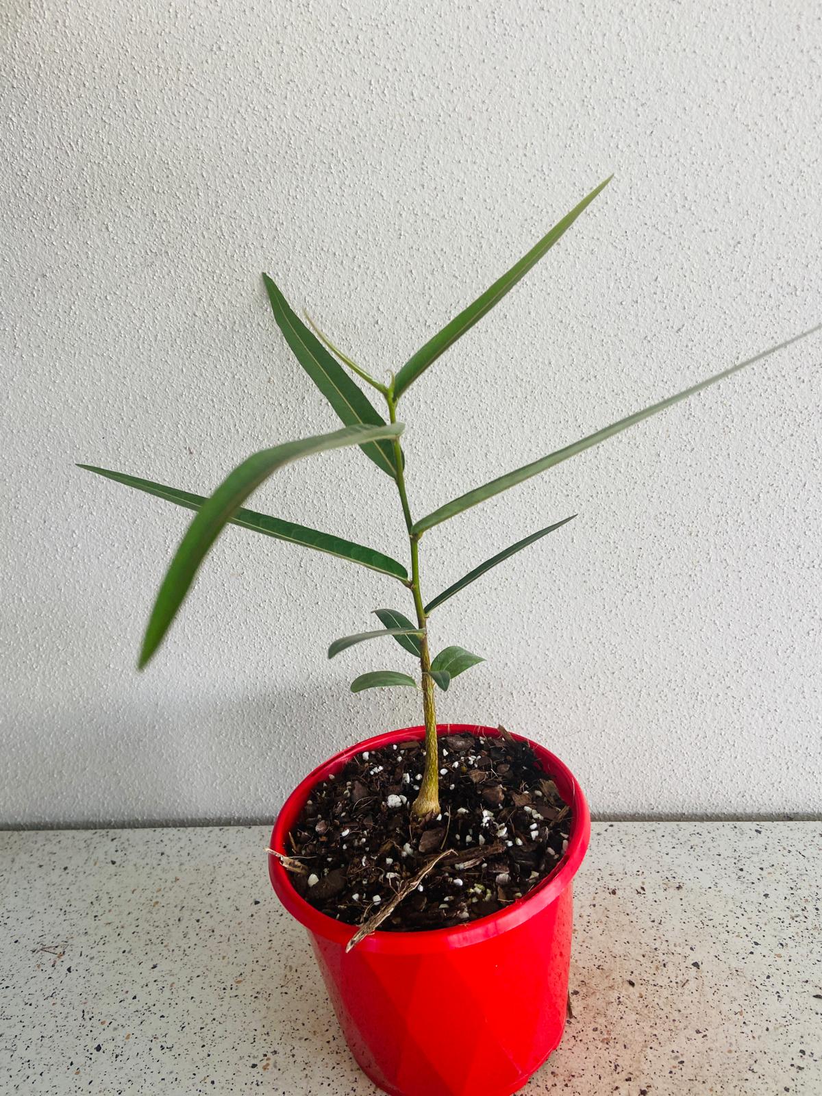 Queensland Bottle Tree  (Brachychiton Rupestris)