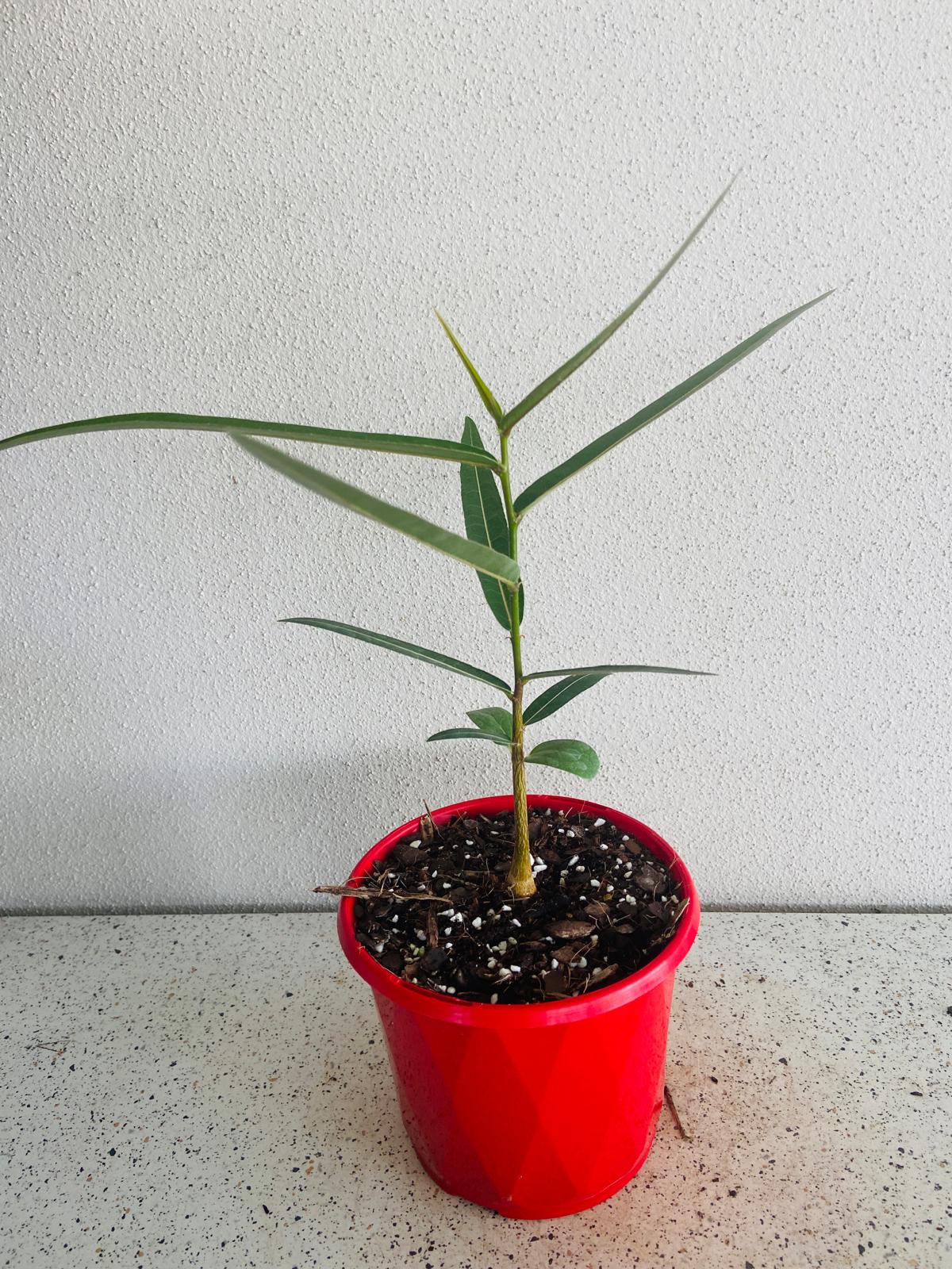 Queensland Bottle Tree  (Brachychiton Rupestris)