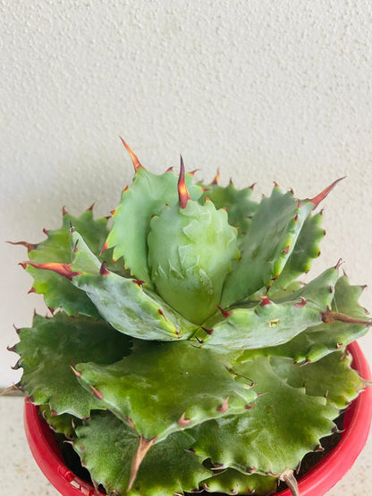 Agave Isthmensis Dwarf Butterfly Agave