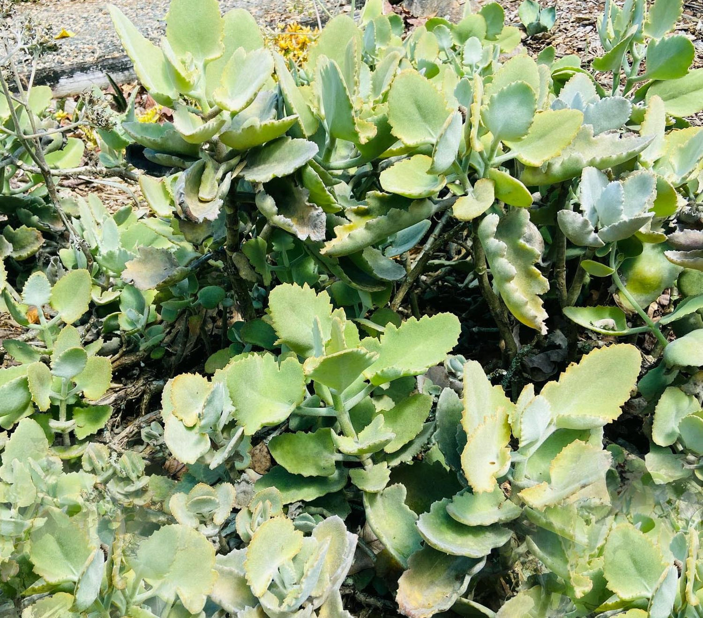 Kalanchoe 'Oak Leaf' (Dwarf Velvet Plant)