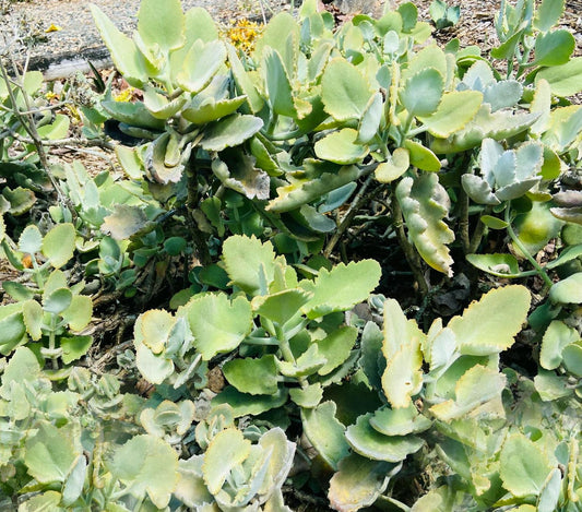 Kalanchoe 'Oak Leaf' (Dwarf Velvet Plant)