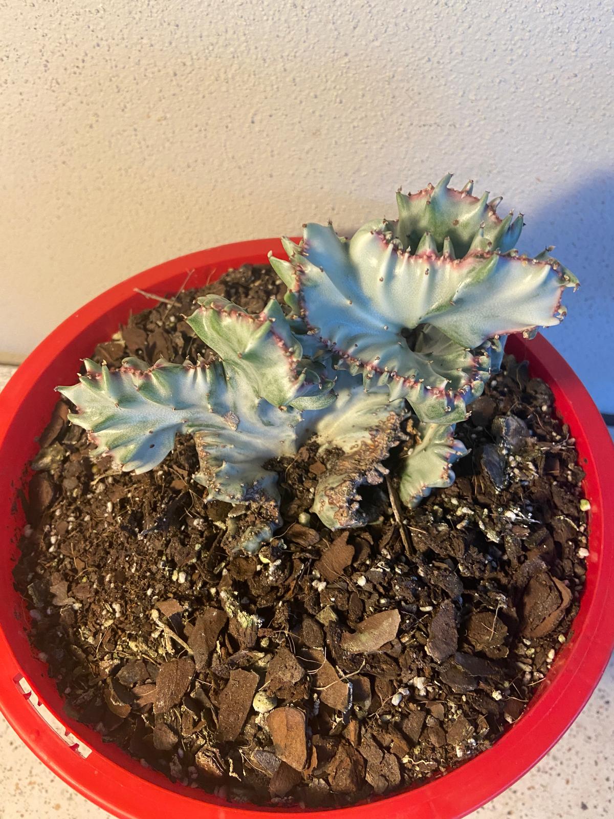 Euphorbia Lactea Ghost Crested