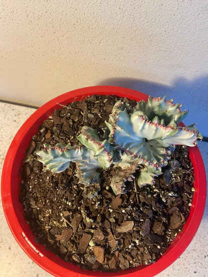 Euphorbia Lactea Ghost Crested