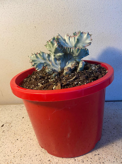 Euphorbia Lactea Ghost Crested