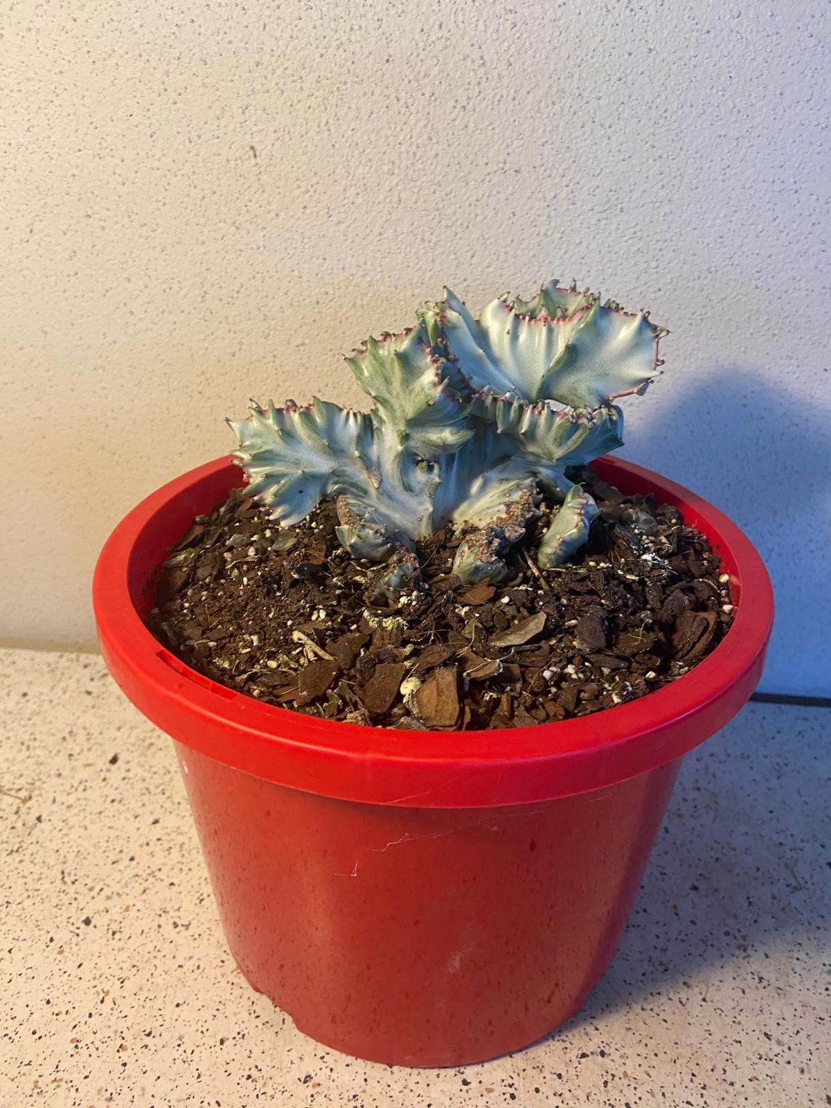 Euphorbia Lactea Ghost Crested