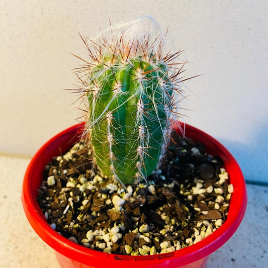 Cacti - Oreocereus Old Man of the Andes Celsianus