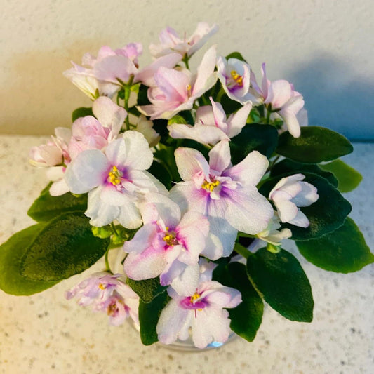 Miniature African Violet - Light Pink